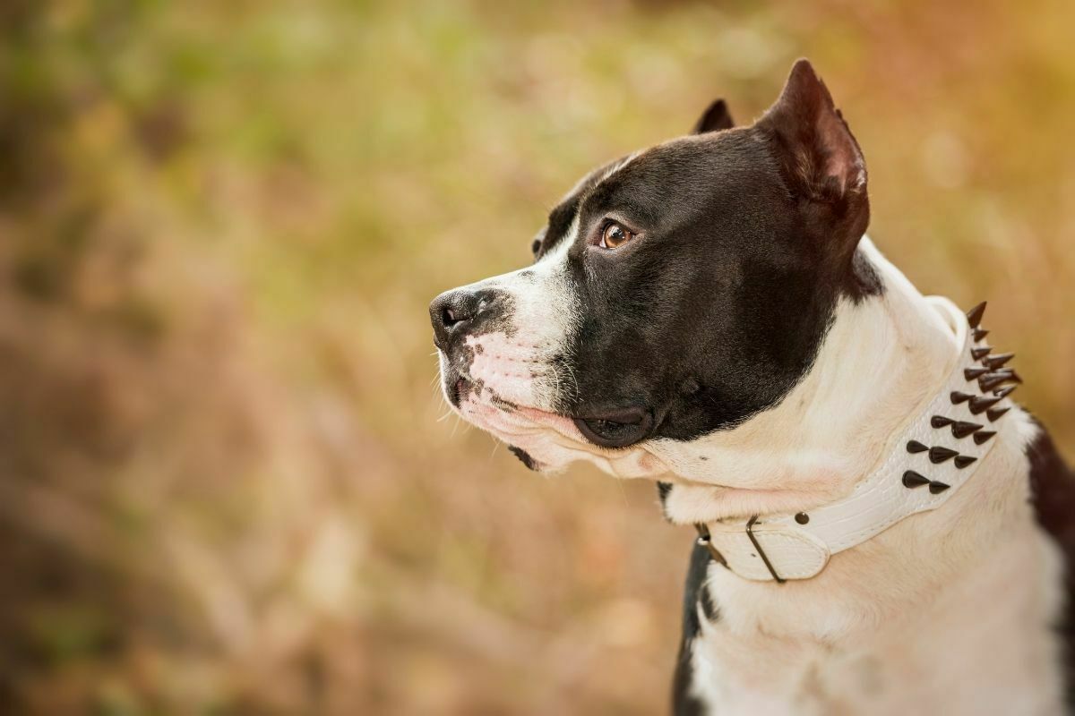 Pit Bull