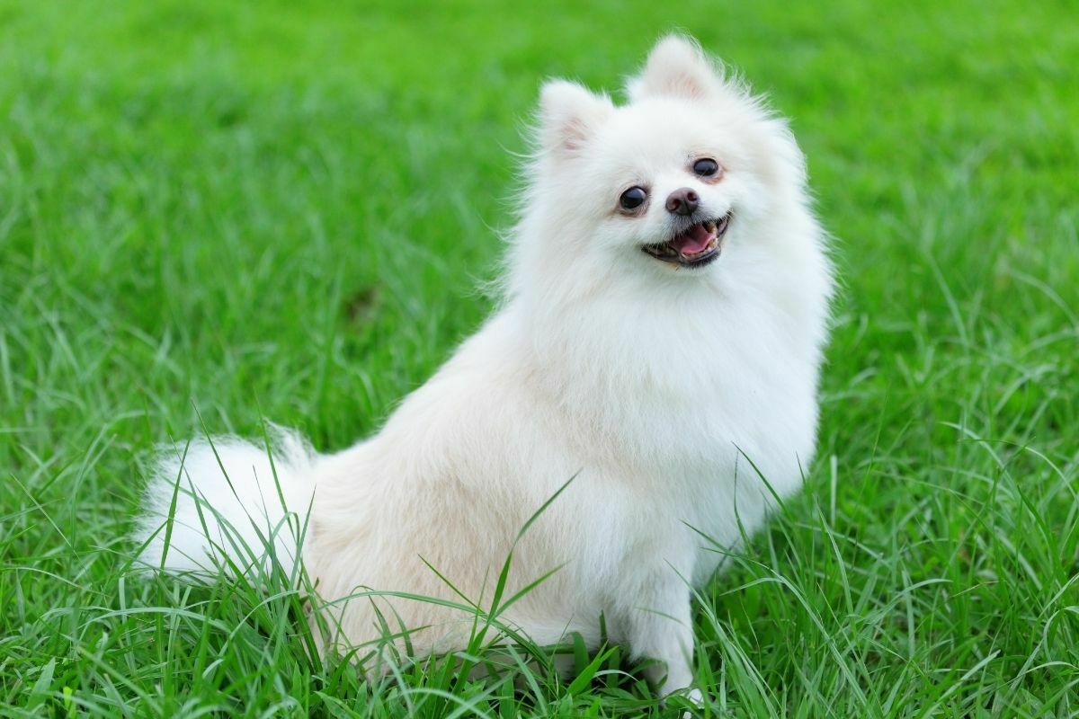 Pomeranian (2)