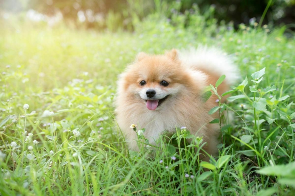 Pomeranian