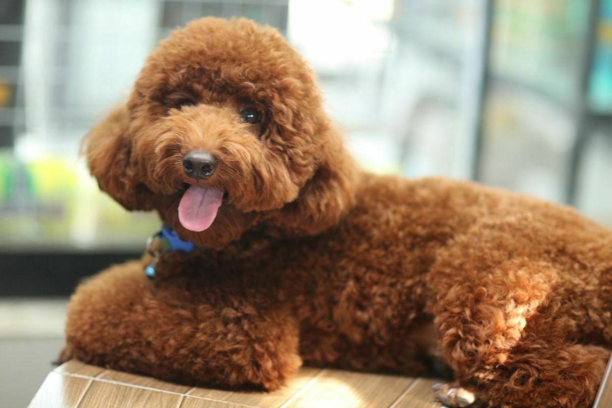 Adorable Poodle dog laying on the floor