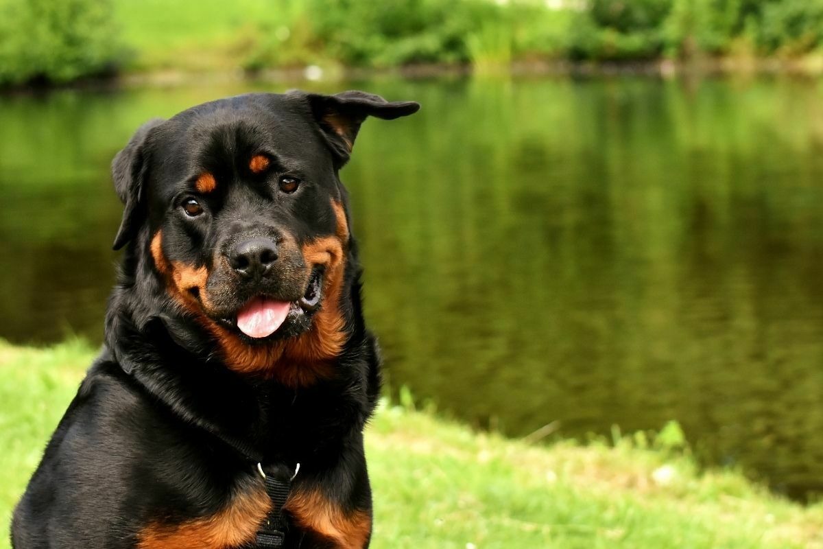 Rottweiler Dog in the Park