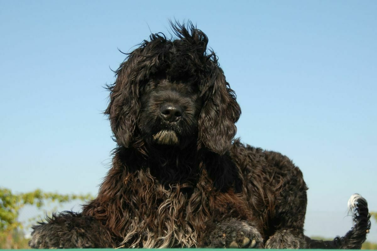 Portuguese Water Dog laying down on a green grass