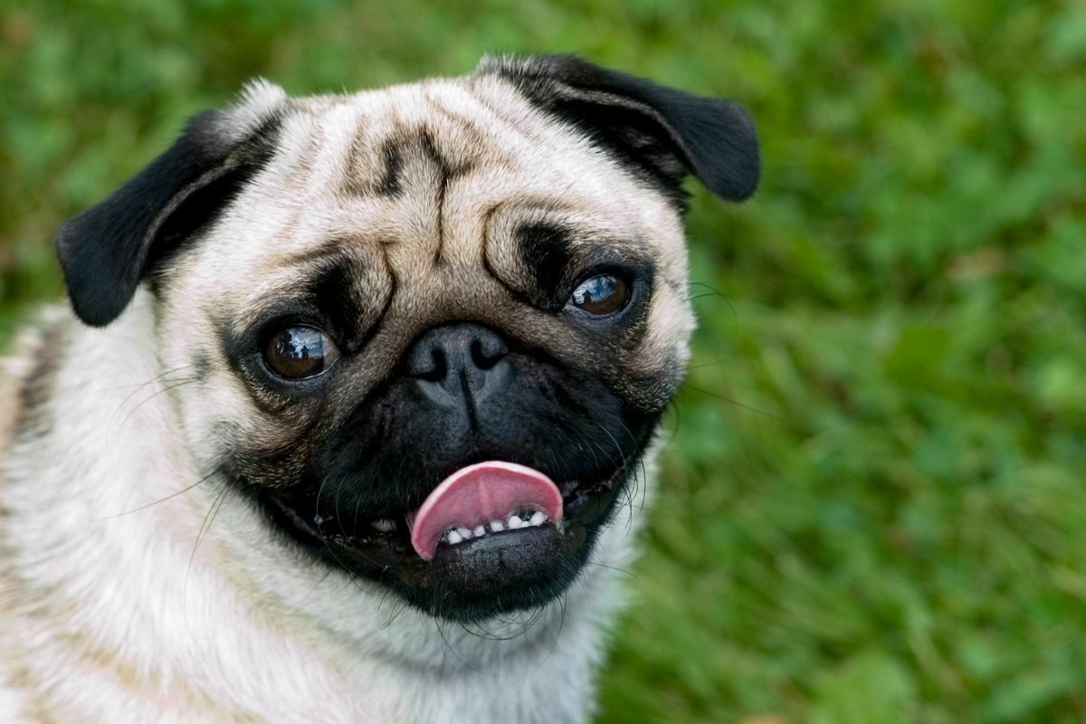 Portrait of a Pug