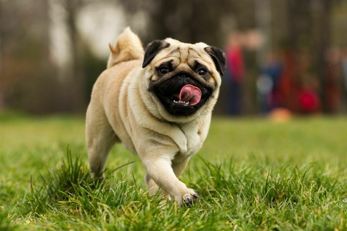 Pug (2)