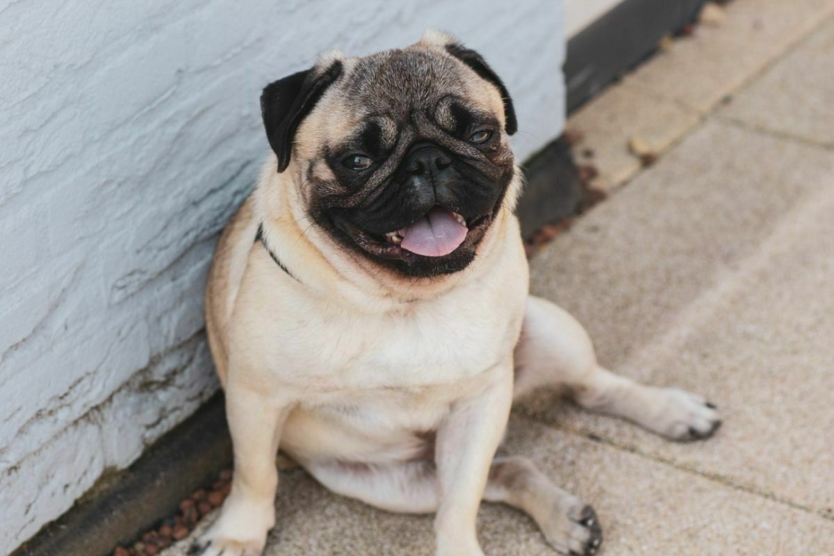 Pug (3)