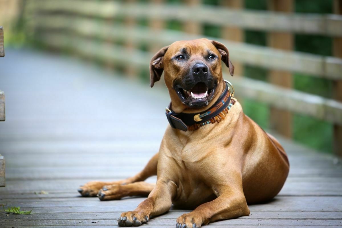 Rhodesian Ridgeback breed