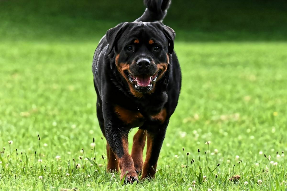 Rottweiler