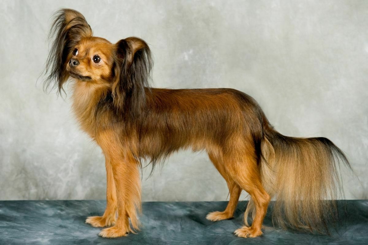 A Portrait of Russian Toy Terrier