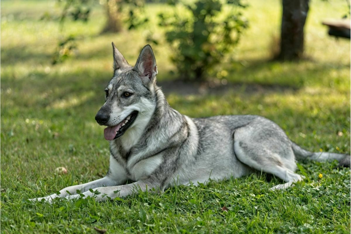 Saarloos Wolfdog