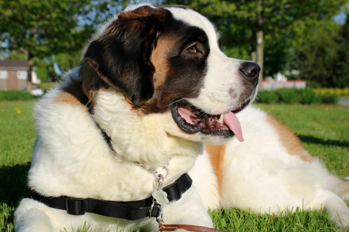 Saint Bernard breed