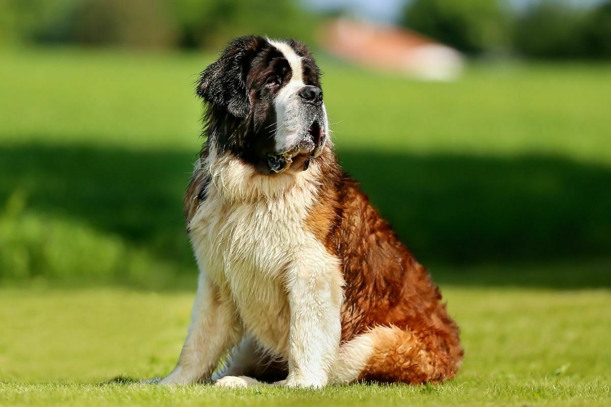 Saint Bernard sitting on the grass on sunny day