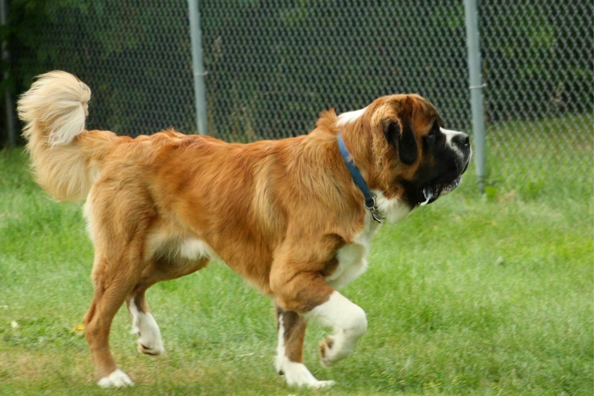 Saint Bernard walking in the lawn