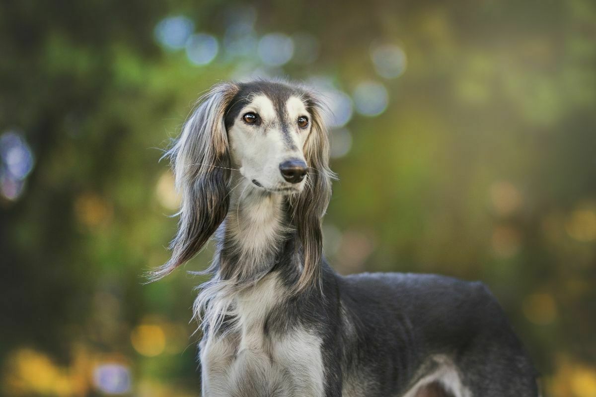 stading saluki