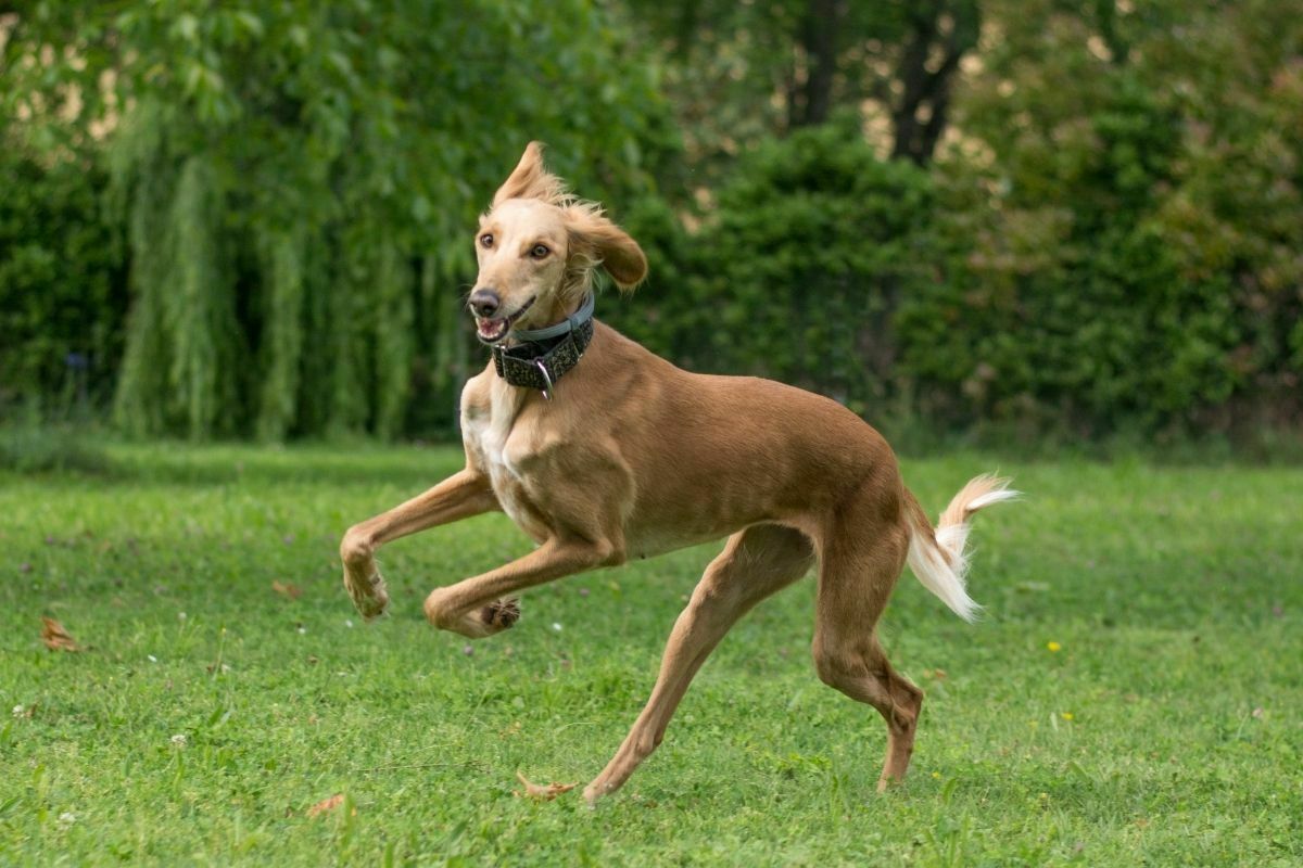 Saluki jumping