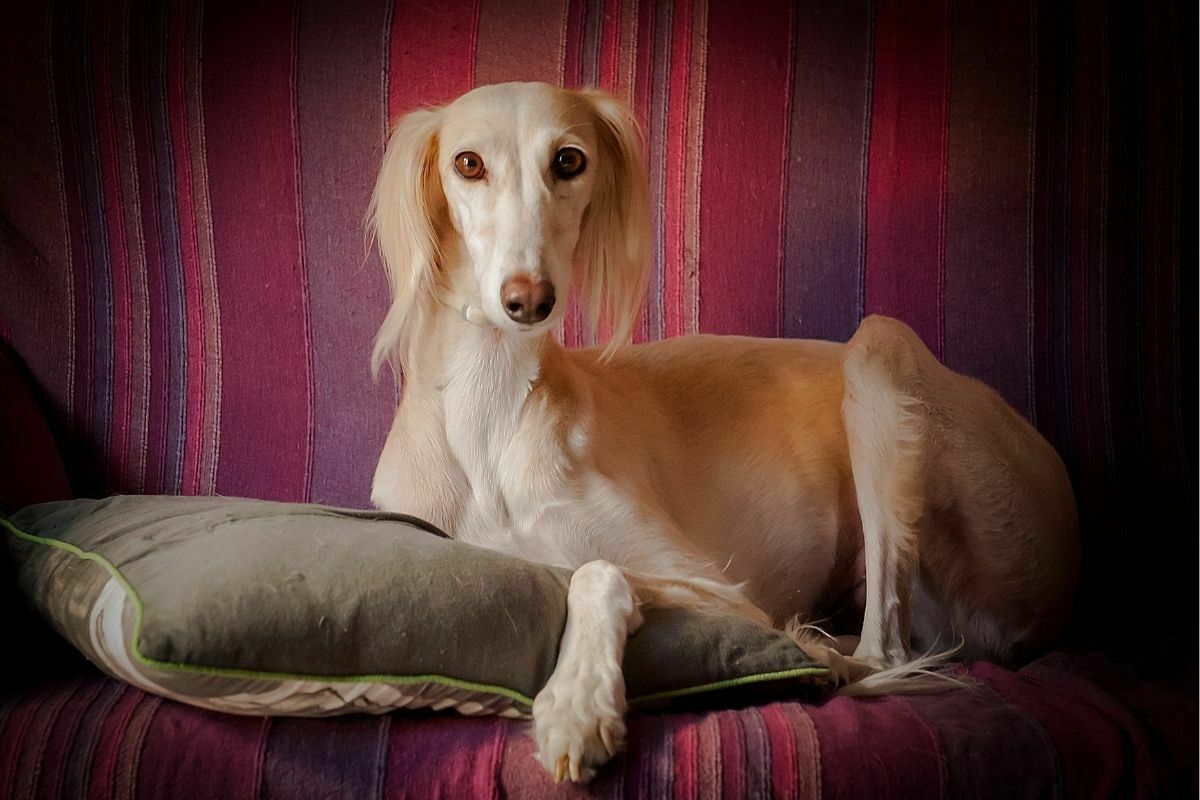 A portrait of Saluki dog
