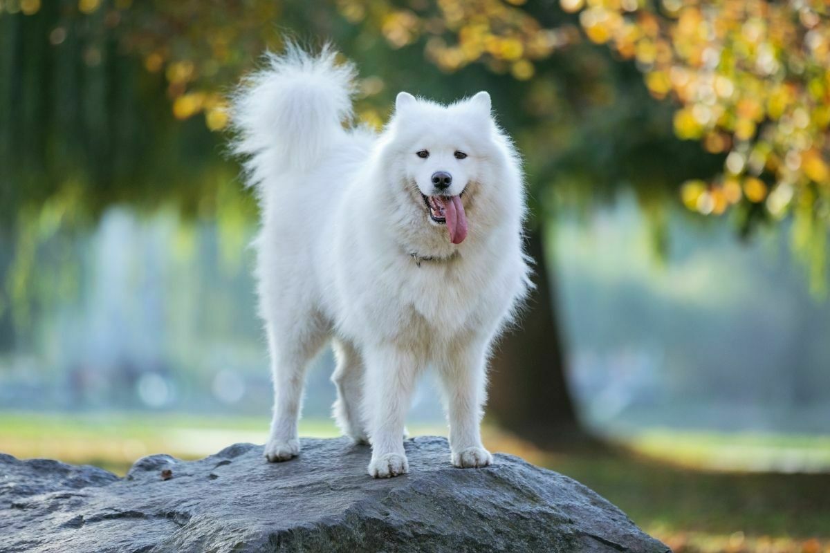 Samoyed (2)