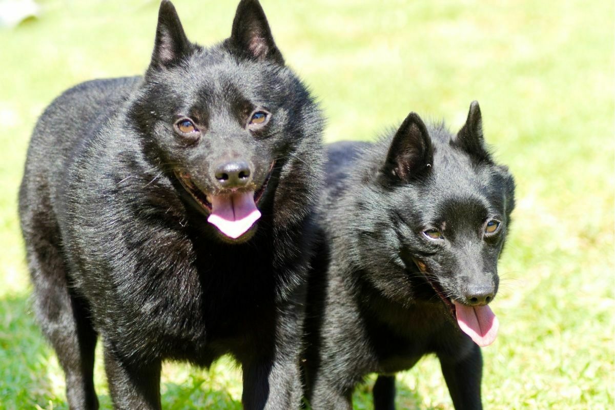 two schipperke