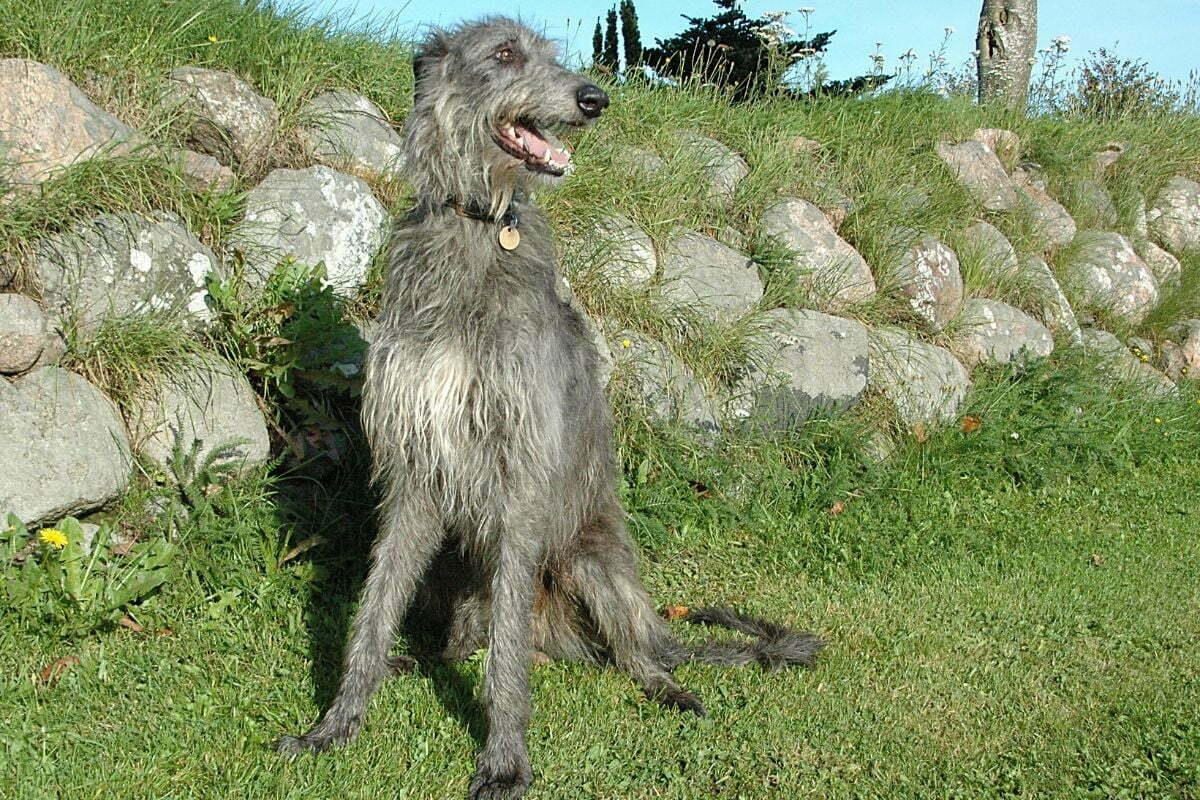 Scottish Deerhound sits beside a stone wall