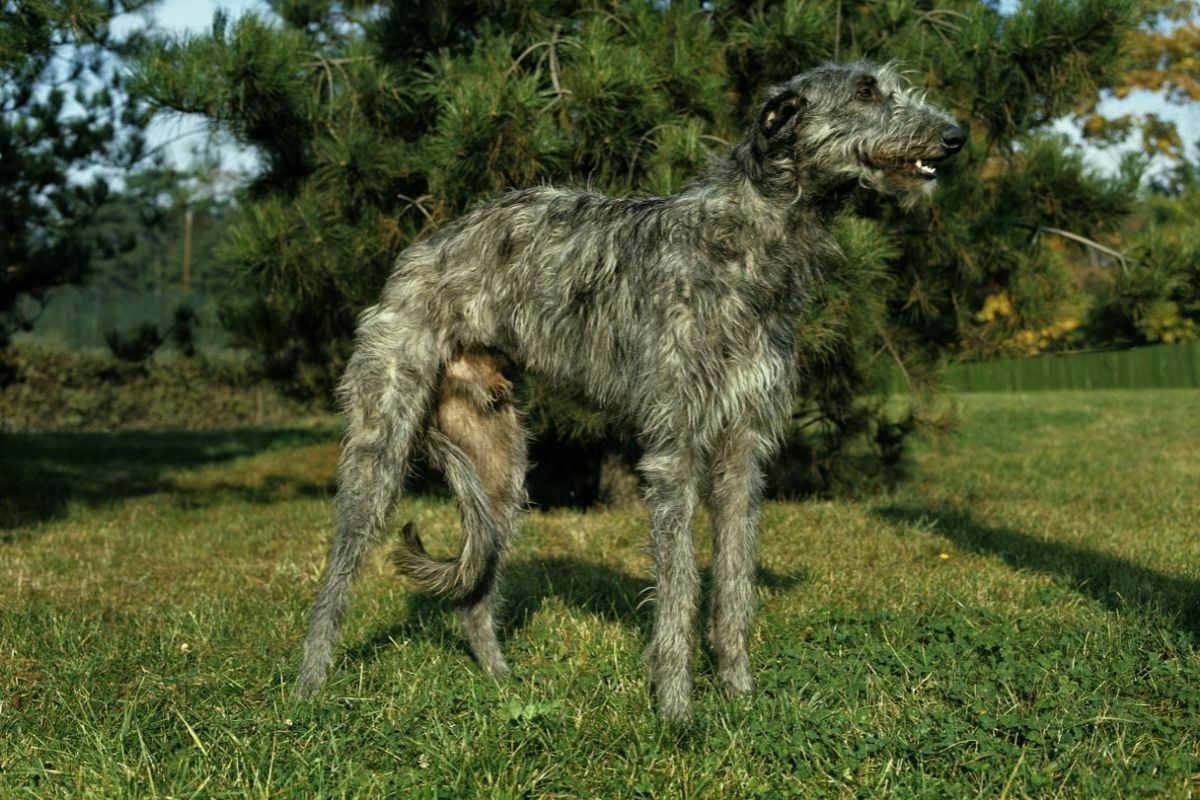Scottish Deerhound