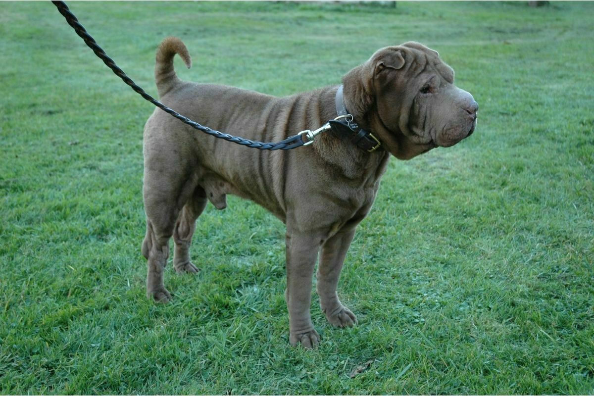 Shar-pei on a leash