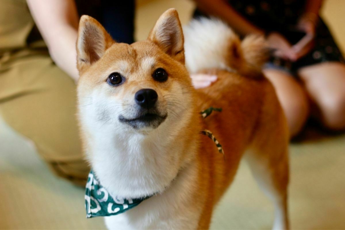 Shiba Inu (2)