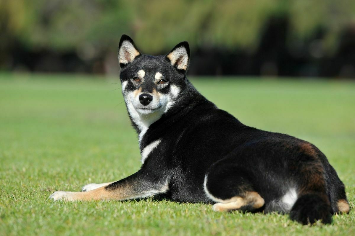 blacl Shiba Inu enjoys the park