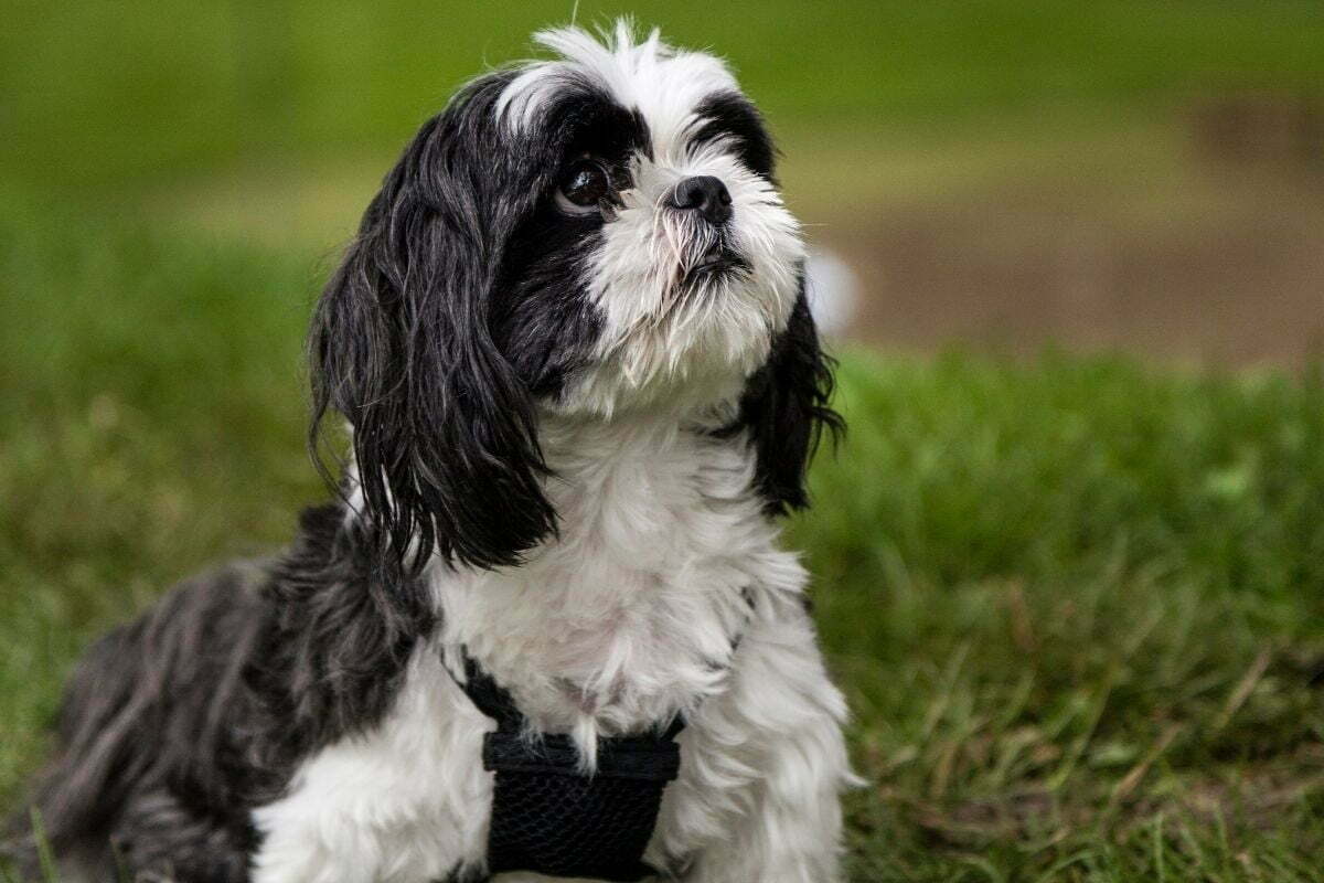 Shih Tzu (3)