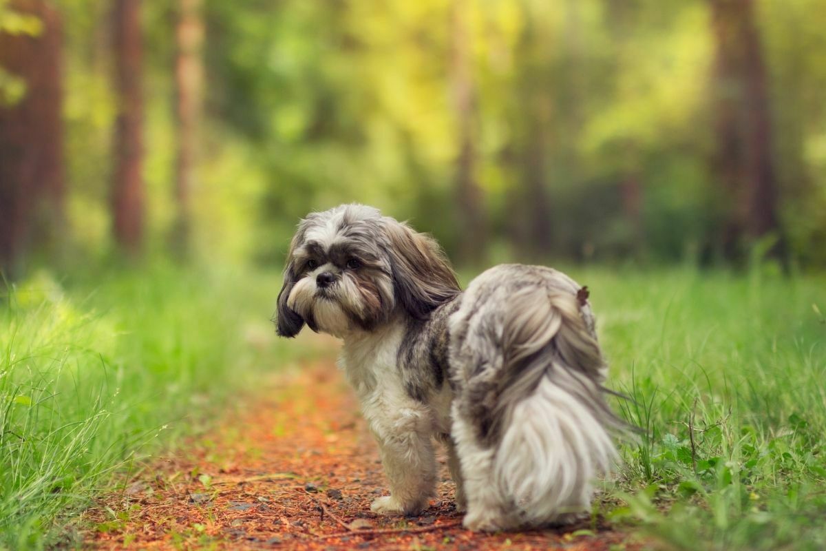 Shih Tzu in a forest