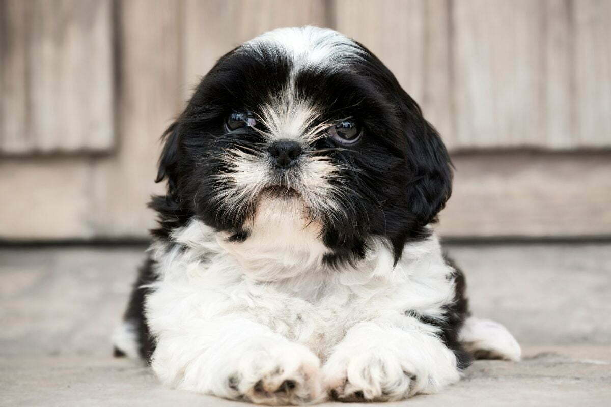 A portrait of Shih Tzu