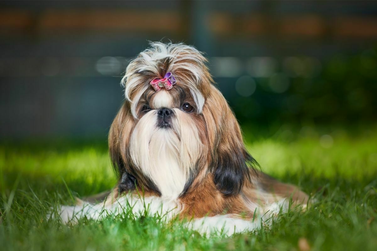Shih Tzu