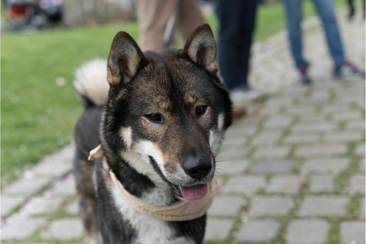 Shikoku Kenji Dog