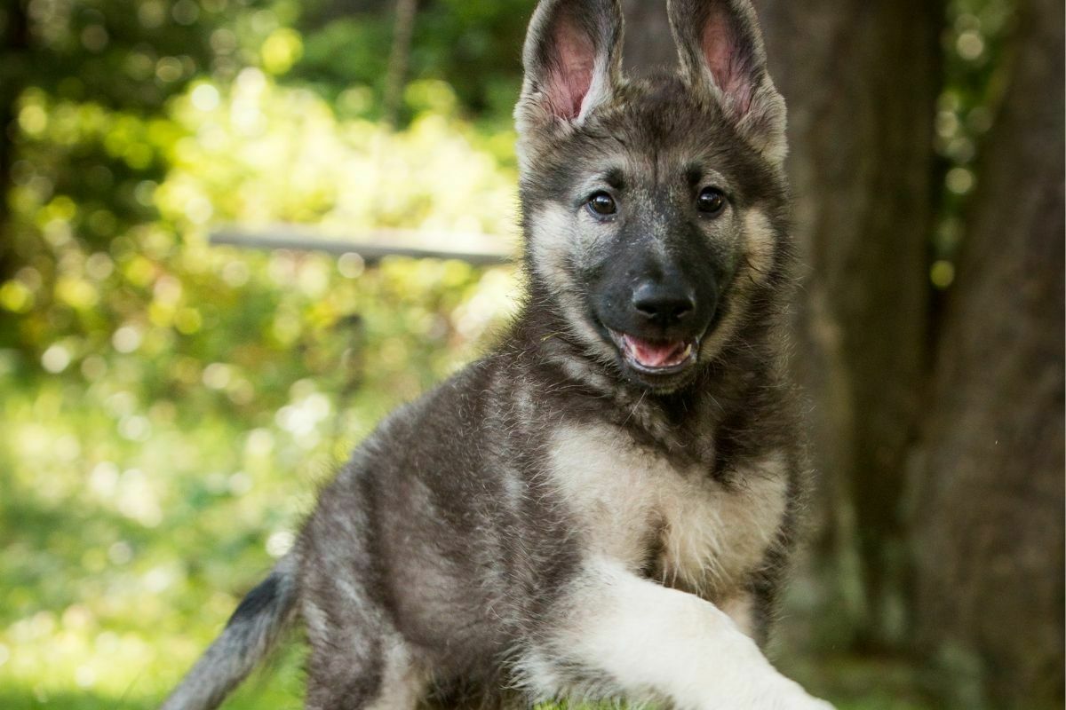 Shiloh Shepherd