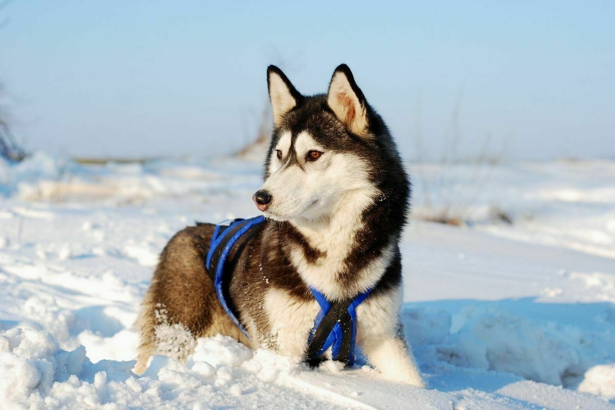 Siberian Husky (2)