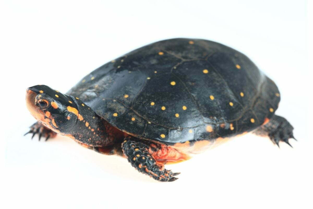 Spotted Turtle on white background