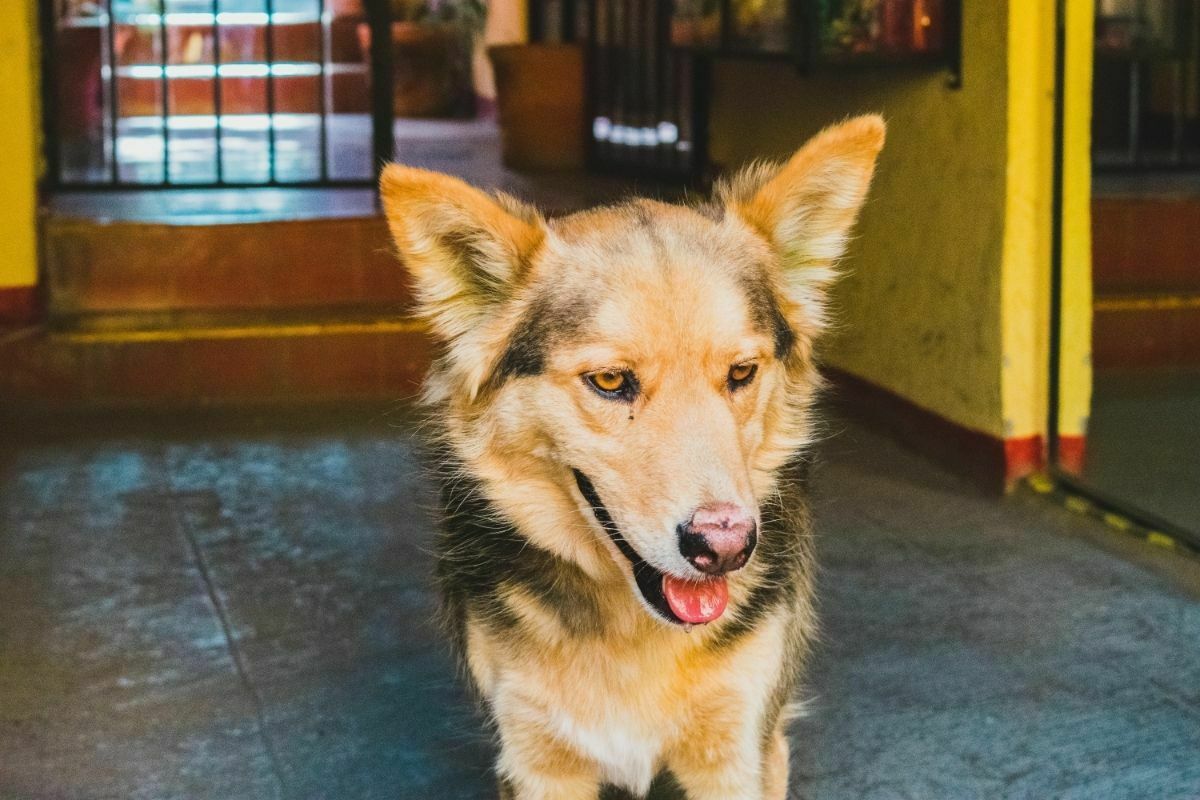 Sulimov Dog