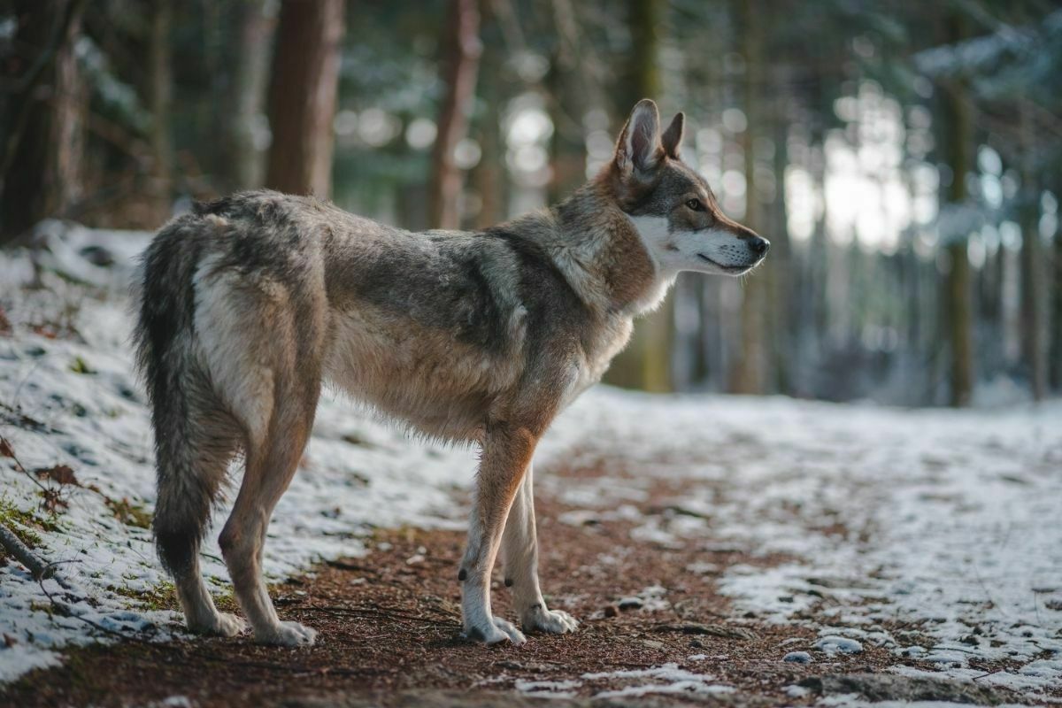 Tamaskan Dog