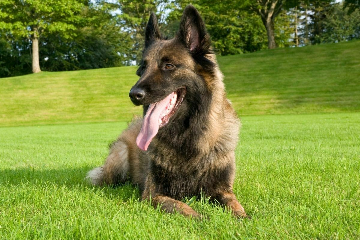 Tervuren