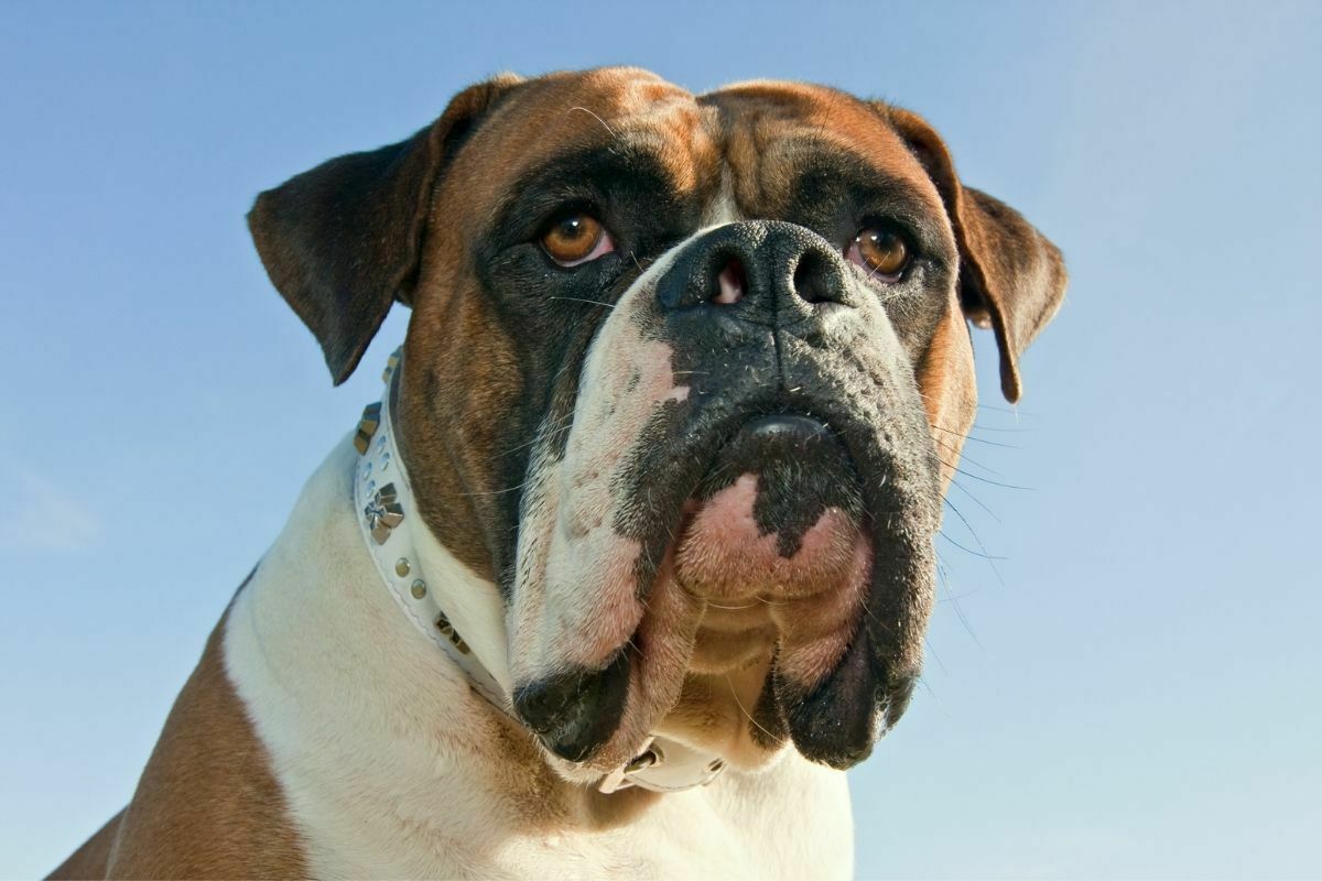 The American Bulldog staring
