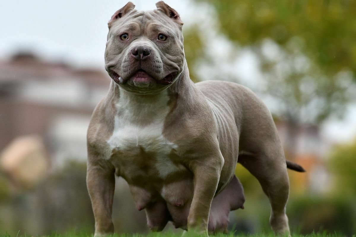 The American Bully
