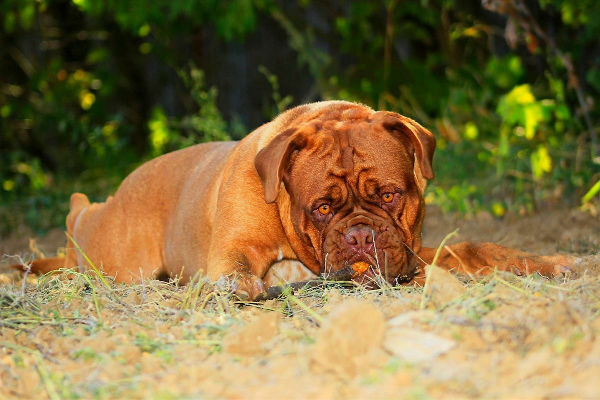 The Dogue de Bordeaux laying down