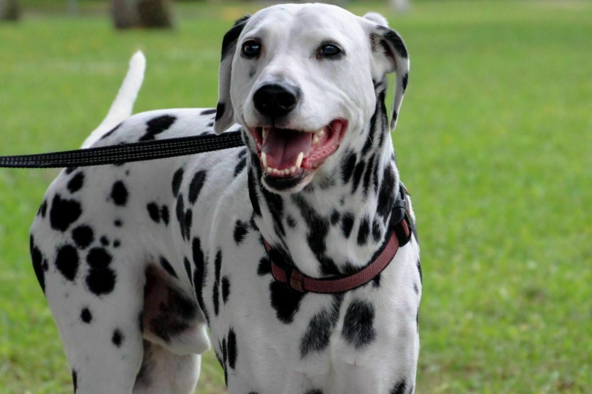 Dalmatian on grass