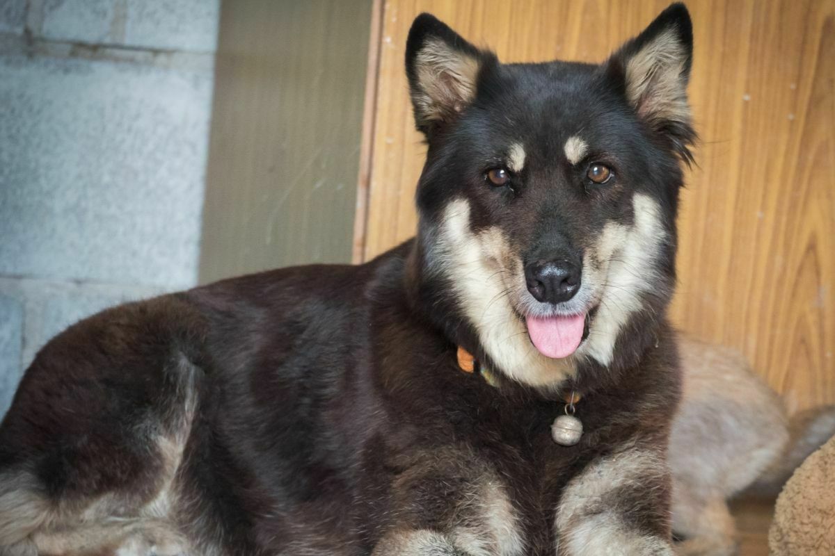 The Kugsha Dog