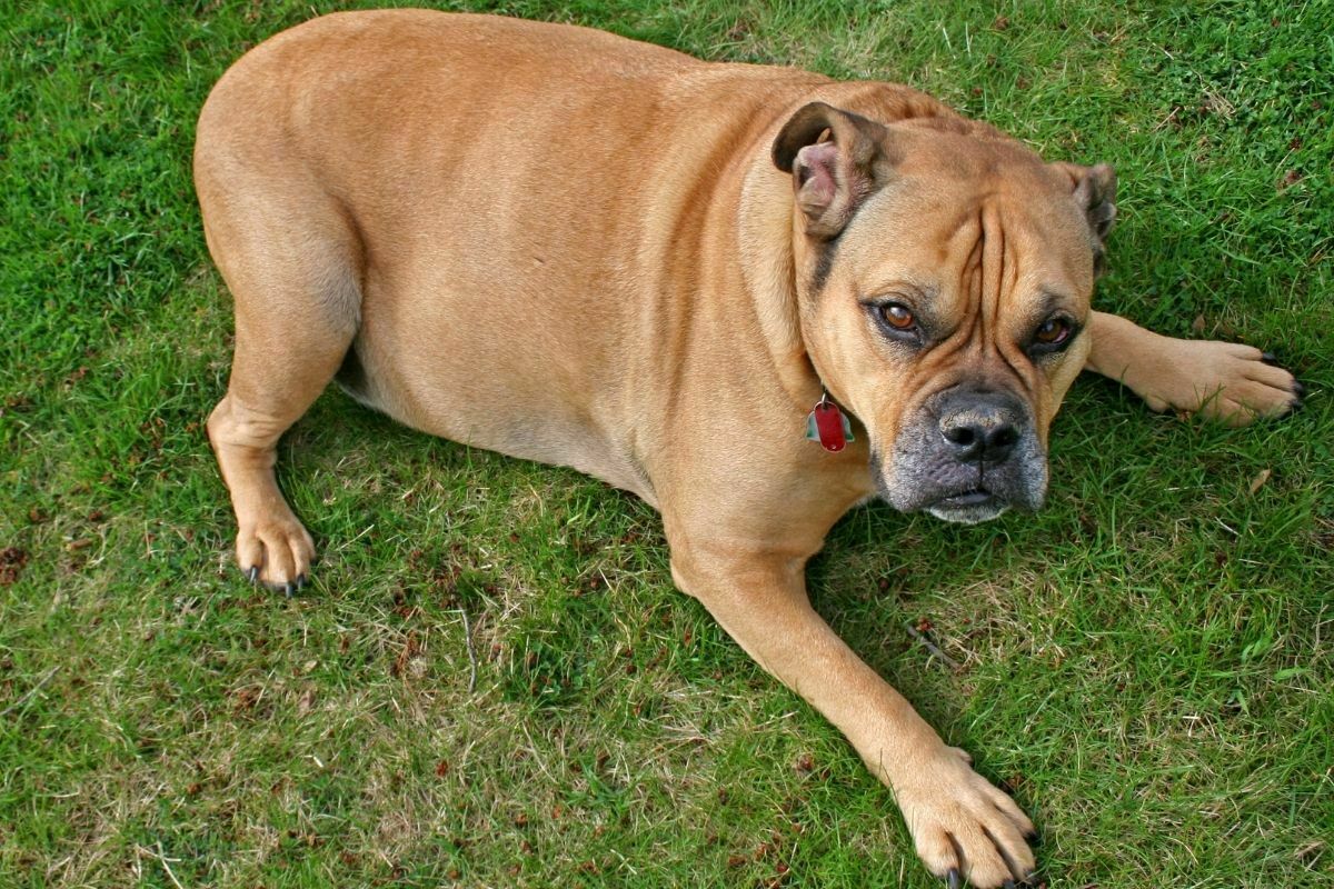The Old English Bulldog