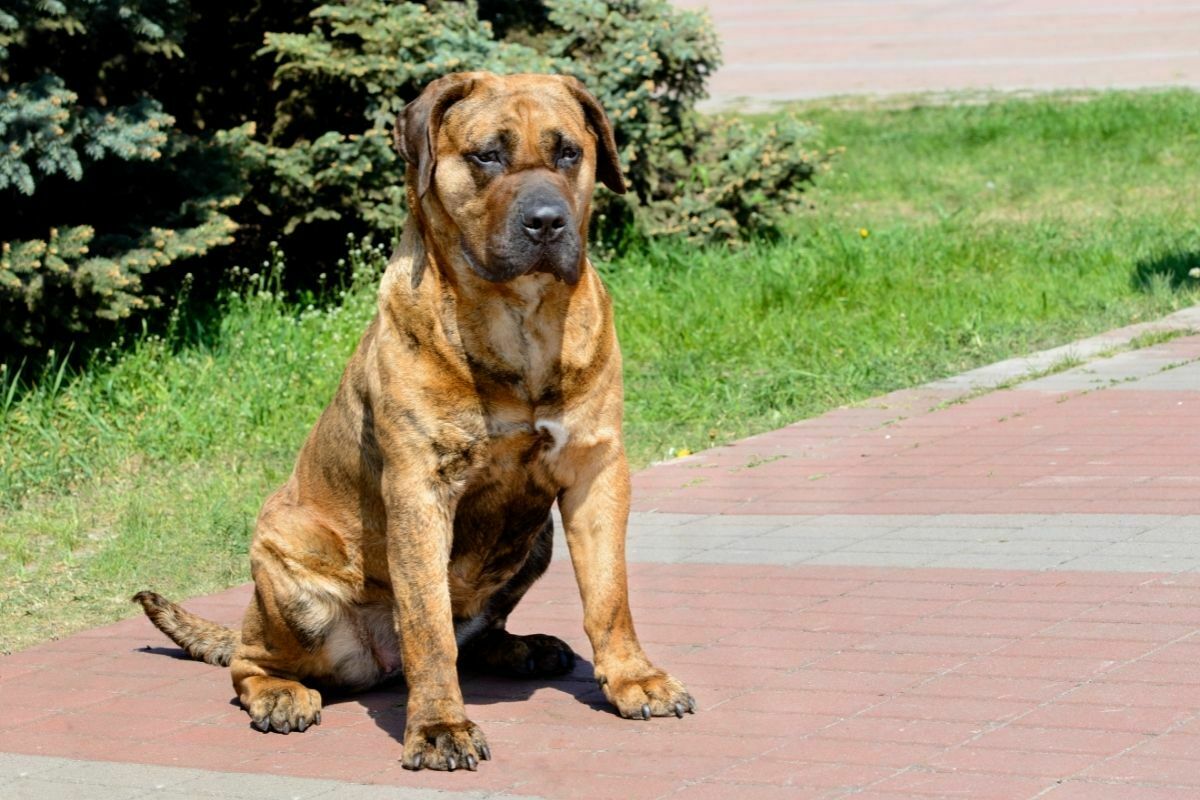 The Presa Canario seating