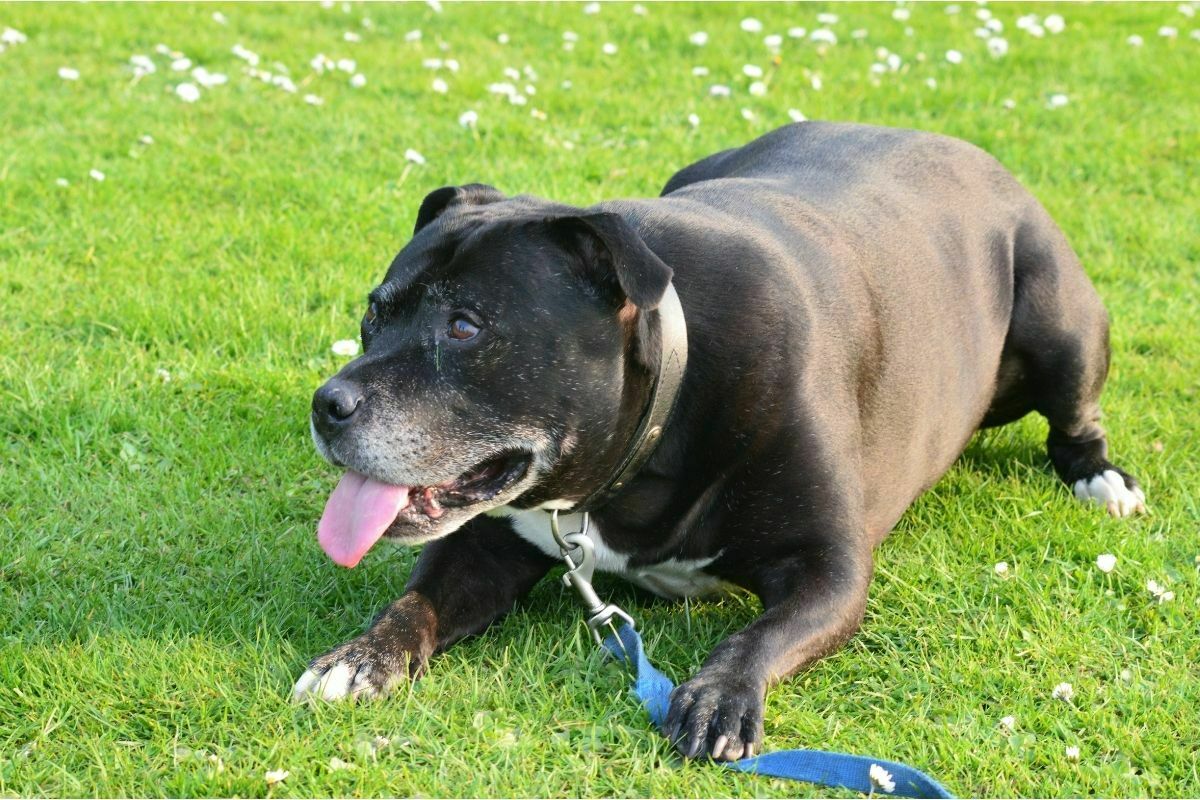 The Staffordshire Bull Terrier laying down