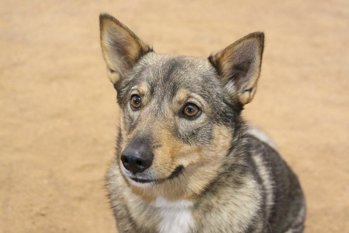 Swedish Vallhund breed