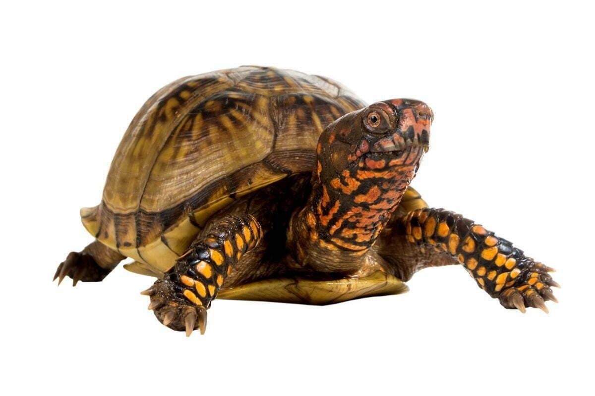 Three-Toed Box Turtles on white background