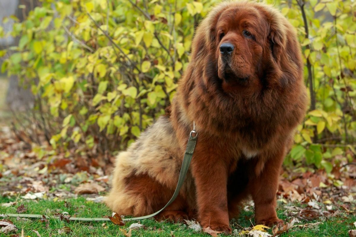 Tibetan Mastiff (4)