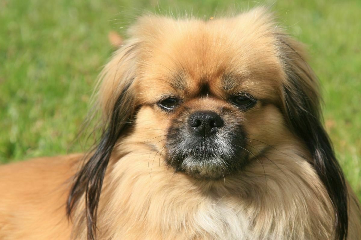 Tibetan Spaniel breed