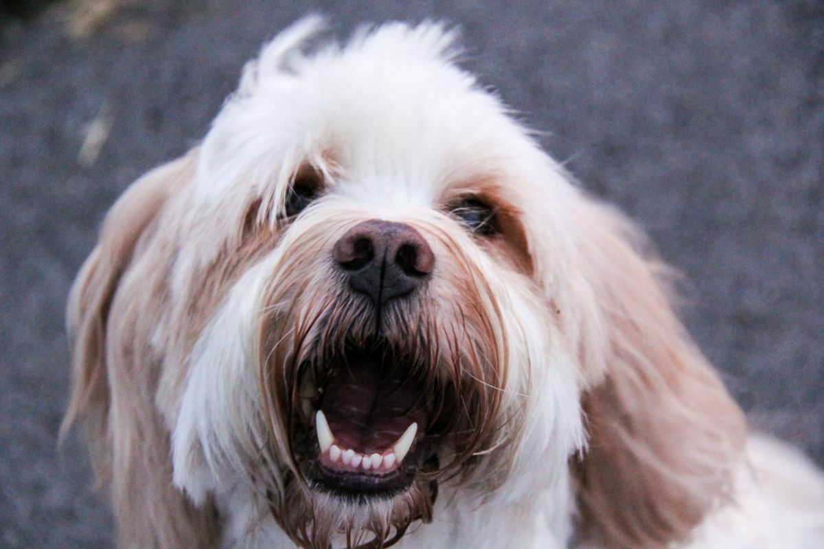 Tibetan Terrier dog